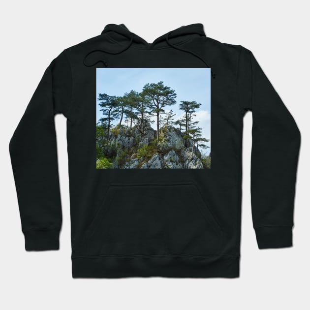 Pinus nigra on mountains peak Hoodie by naturalis